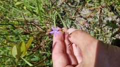 Triodanis biflora