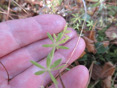 Galium uliginosum