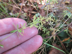 Galium uliginosum
