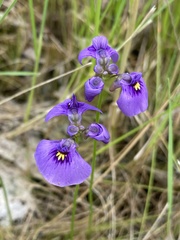 Utricularia beaugleholei
