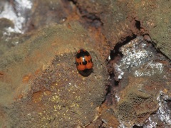 Diaperis nigronotata