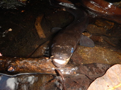 Anguilla megastoma