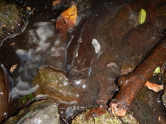 Anguilla megastoma