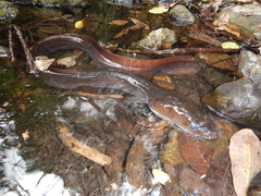 Anguilla megastoma