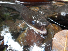 Anguilla megastoma