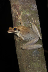 Osteocephalus planiceps