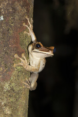 Osteocephalus planiceps