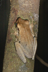 Osteocephalus planiceps
