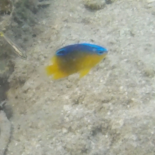 Proteus damsel (Pomacentrus proteus) — Pomacentridae — 4