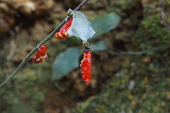 Delias pasithoe