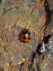 Diaperis nigronotata