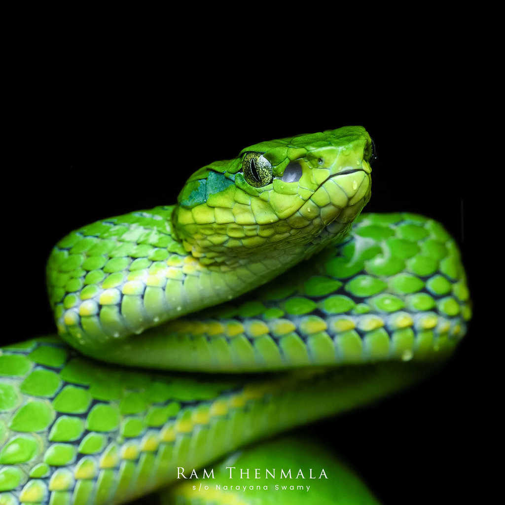Large-Scaled Pit Viper