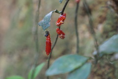 Delias pasithoe