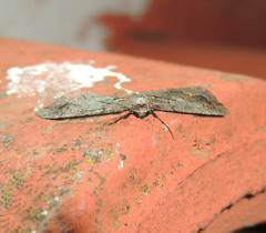Agriopis bajaria