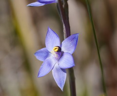 Thelymitra holmesii