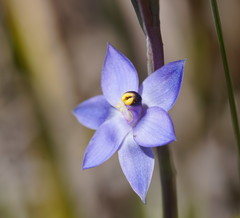 Thelymitra holmesii