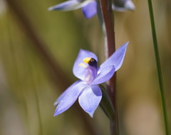 Thelymitra holmesii