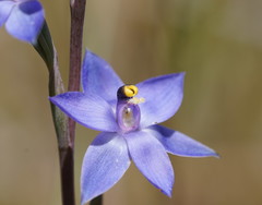 Thelymitra holmesii