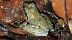 Mantellidae