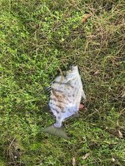 Selenotoca multifasciata