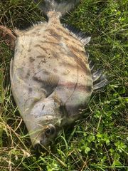 Selenotoca multifasciata