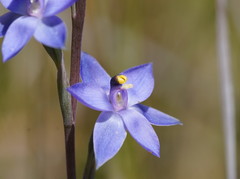 Thelymitra holmesii