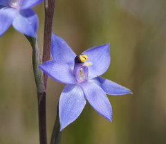 Thelymitra holmesii