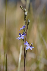 Thelymitra holmesii