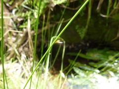 Juncus pauciflorus