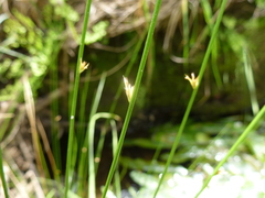 Juncus pauciflorus