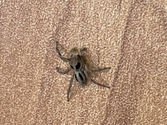 Plexippus petersi