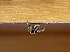 Plexippus petersi