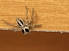 Plexippus petersi