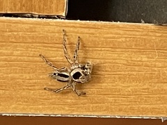 Plexippus petersi