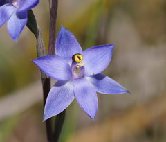 Thelymitra holmesii