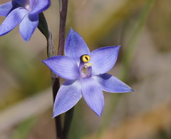 Thelymitra holmesii