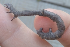 Hypomecis punctinalis