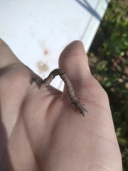 Hypomecis punctinalis