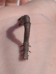 Hypomecis punctinalis