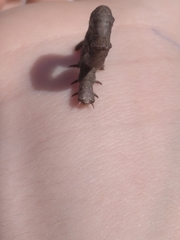 Hypomecis punctinalis