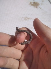 Hypomecis punctinalis