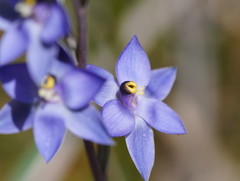 Thelymitra holmesii