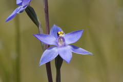 Thelymitra holmesii