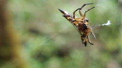 Acrosomoides acrosomoides