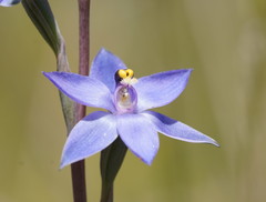 Thelymitra holmesii