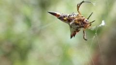 Acrosomoides acrosomoides