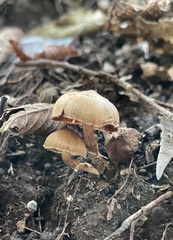 Cortinariaceae