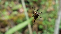 Acrosomoides acrosomoides