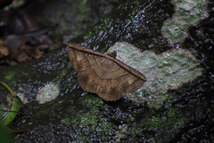 Entomogramma fautrix