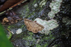 Entomogramma fautrix